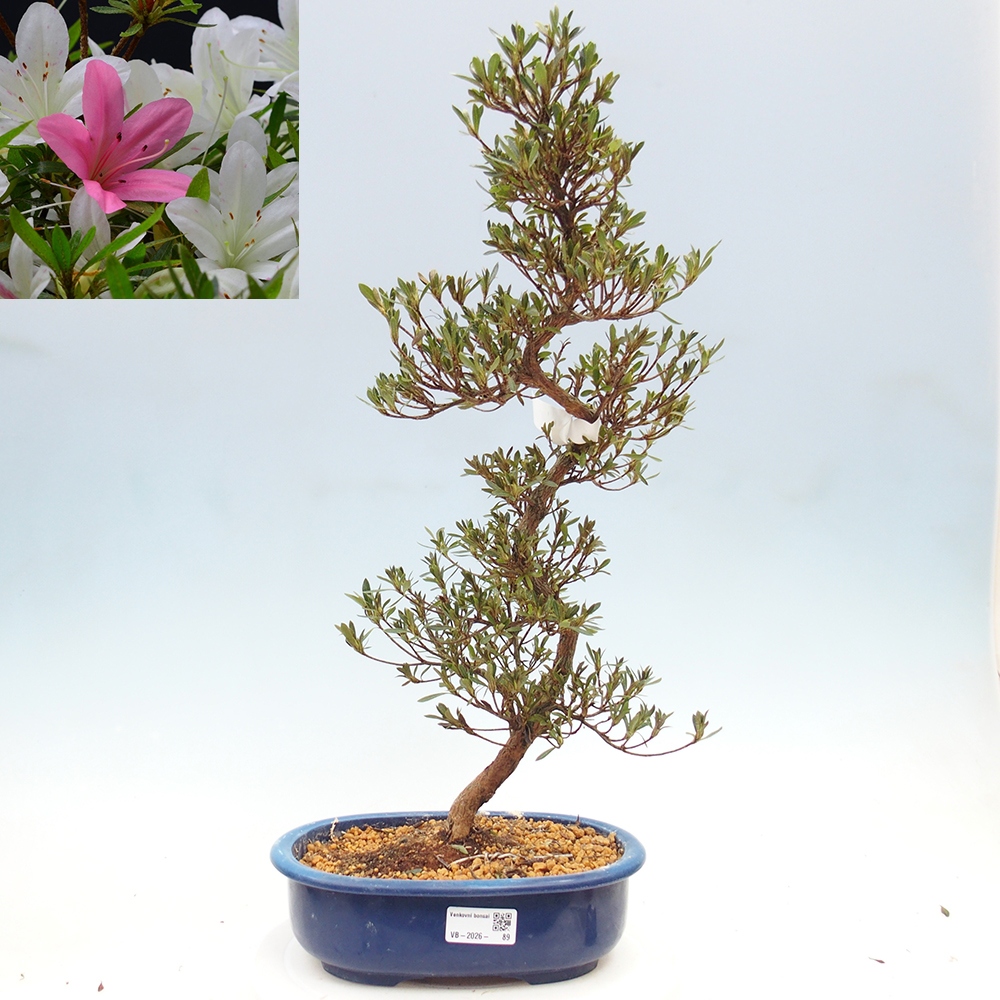 Bonsai zewnętrzne - Azalia japońska - Azalia Hakurin