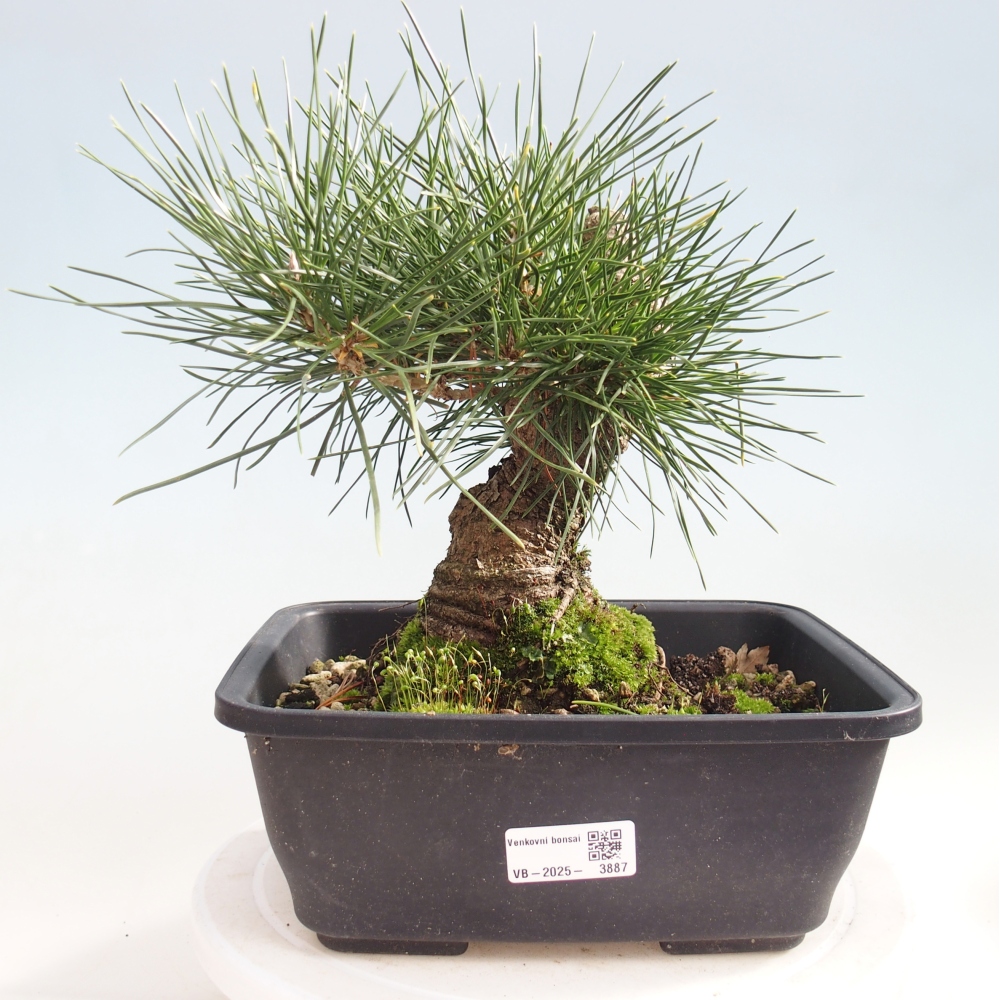 Outdoor bonsai - Pinus thunbergii - sosna Thunberga