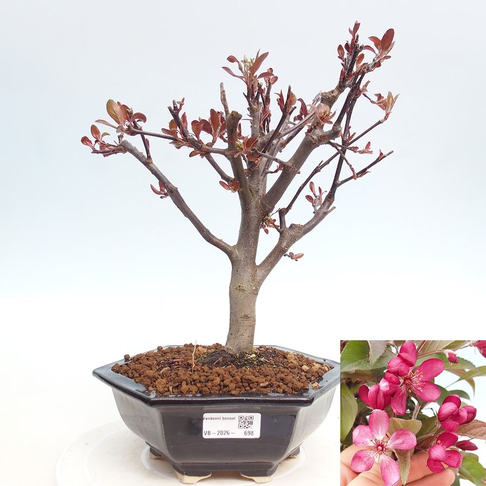Outdoor bonsai - Malus domestica - Jabłoń czerwonolistna o małych owocach