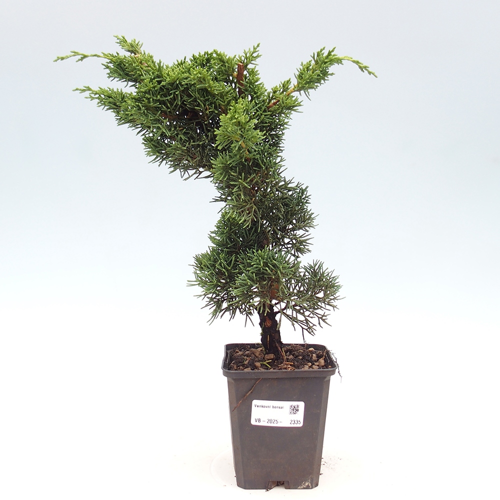 Outdoor bonsai - Juniperus chinensis Kishu - chiński jałowiec