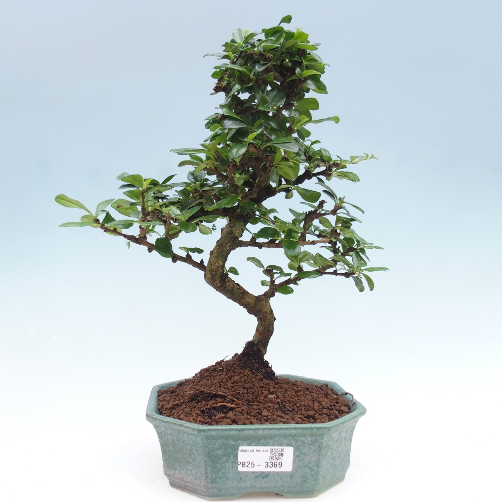 Pokój bonsai - Carmona macrophylla - Tea fuki