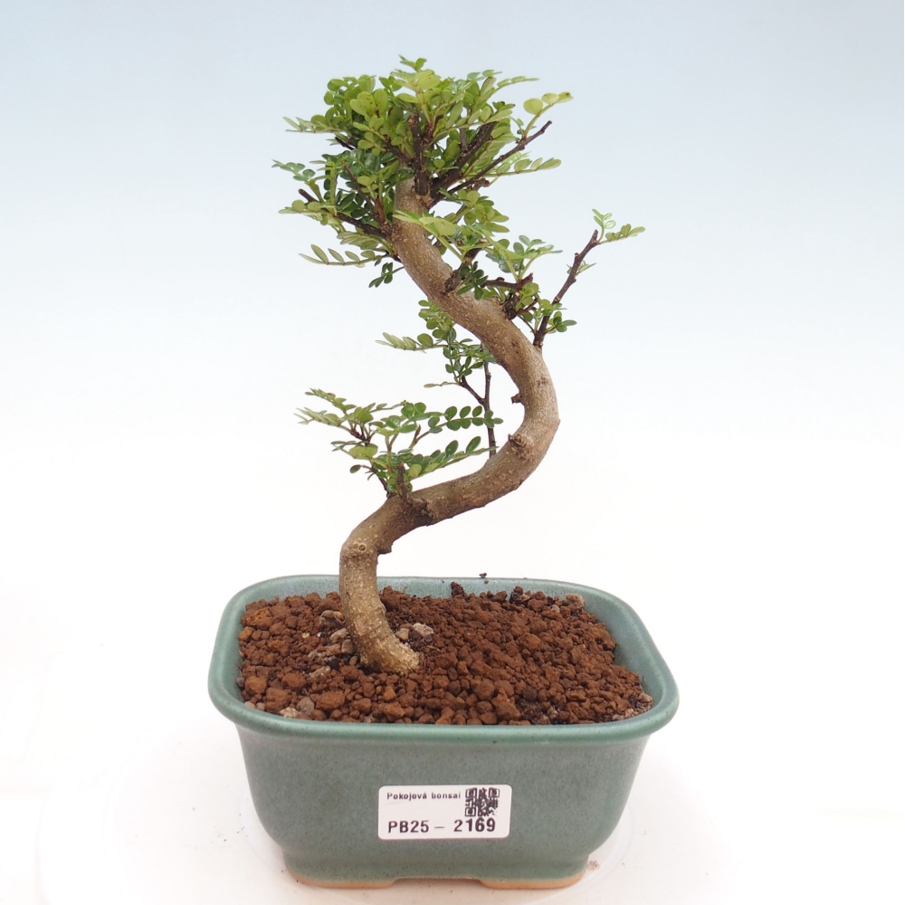 Indoor bonsai -Ligustrum chinensis - dziób ptaka