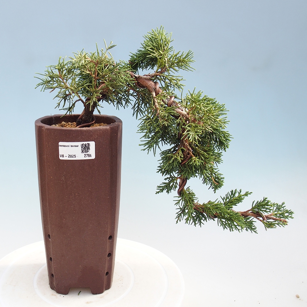 Bonsai zewnętrzne - Juniperus chinensis Kishu - Jałowiec chiński