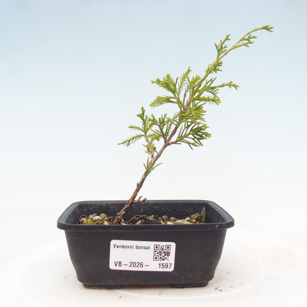 Outdoor bonsai - Juniperus chinensis Itoigawa