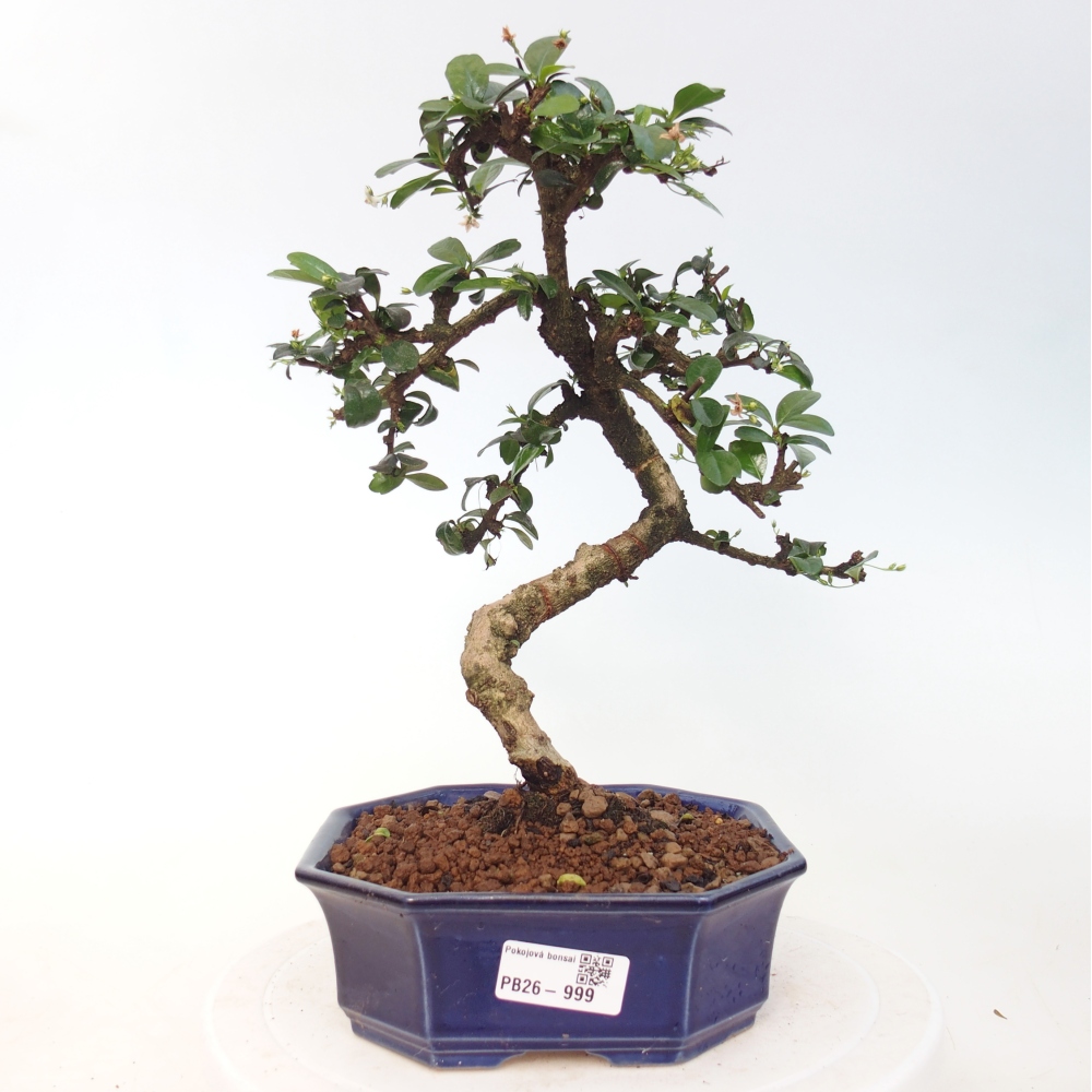 Bonsai pokojowe - Carmona macrophylla - Tea fuki
