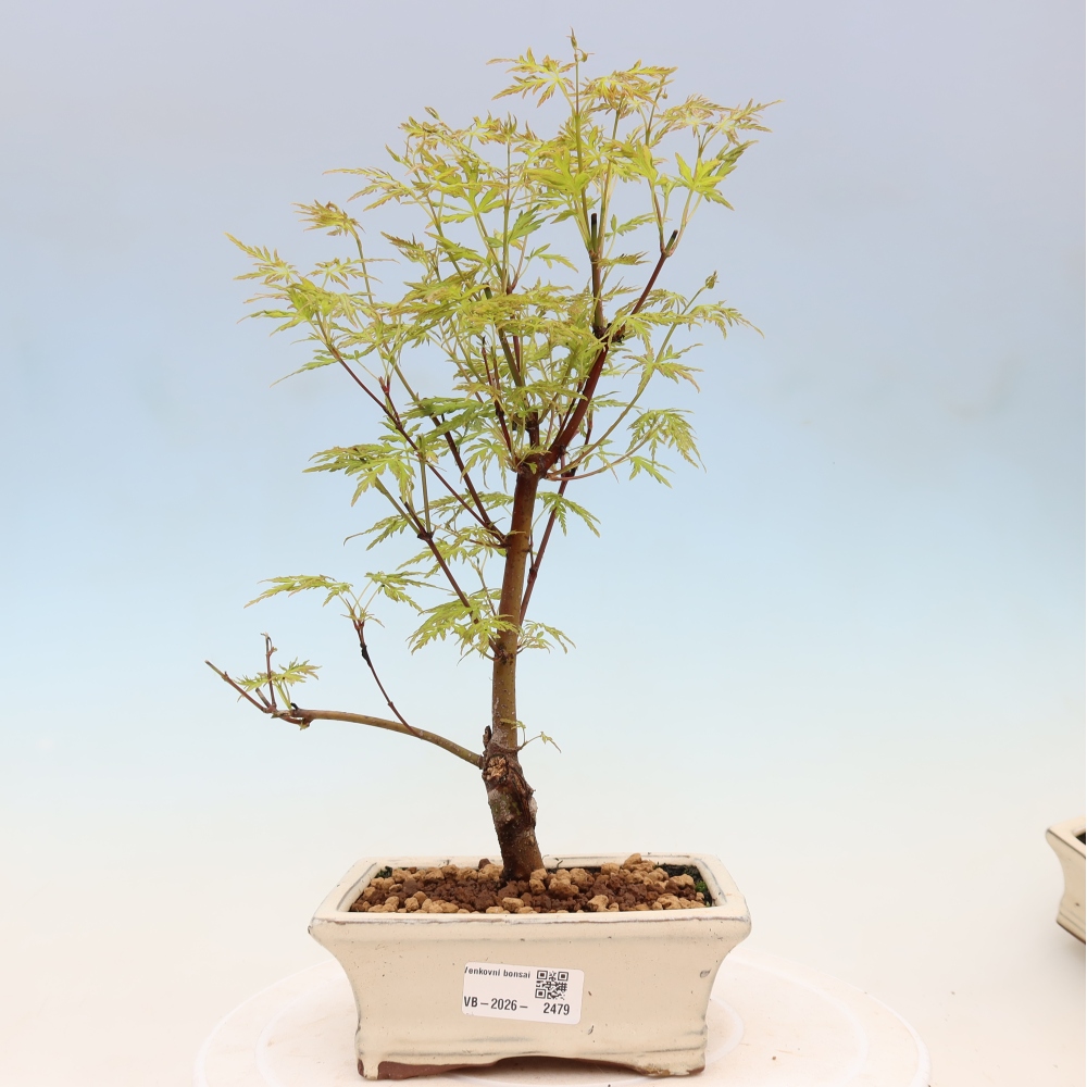 Outdoor bonsai - Acer palmatum Dissectum - Klon japoński 