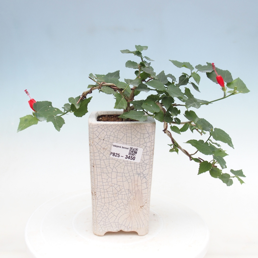 Bonsai domowe - Malvaviscus arboreus