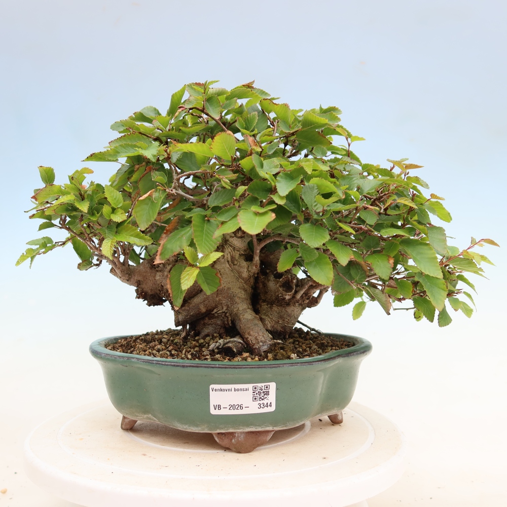Outdoor bonsai - Carpinus coreana - grab koreański