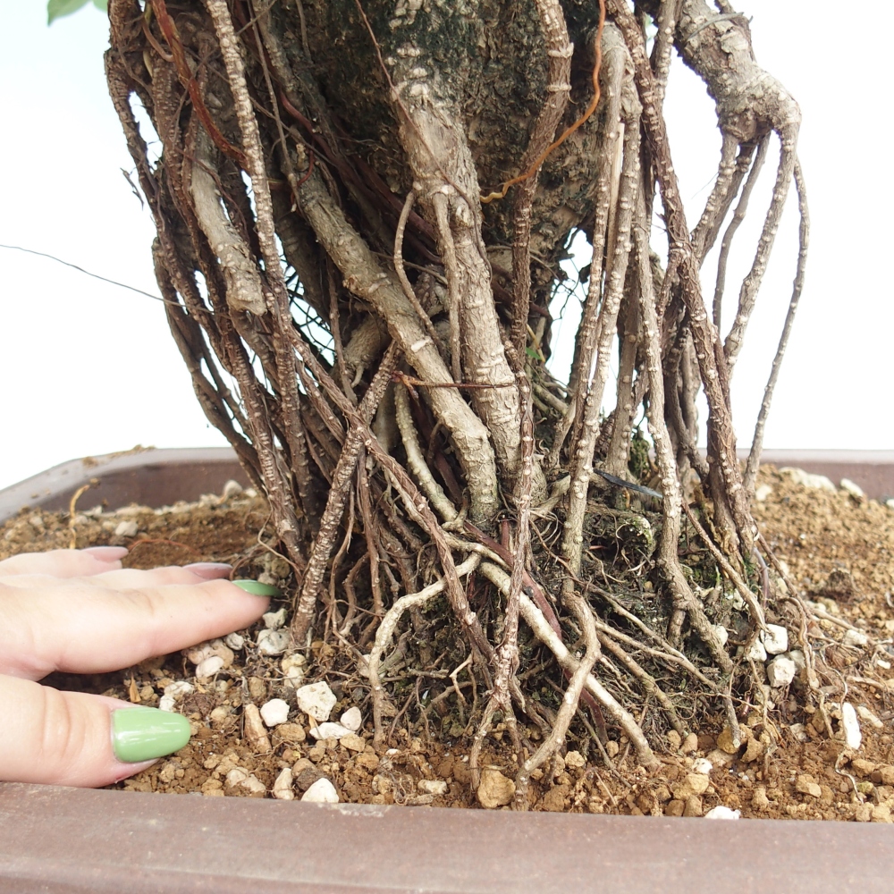 Bonsai pokojowe - Ficus kimmen - figowiec drobnolistny - WYŁĄCZNIE ODBIÓR OSOBISTY lub transport paletowy