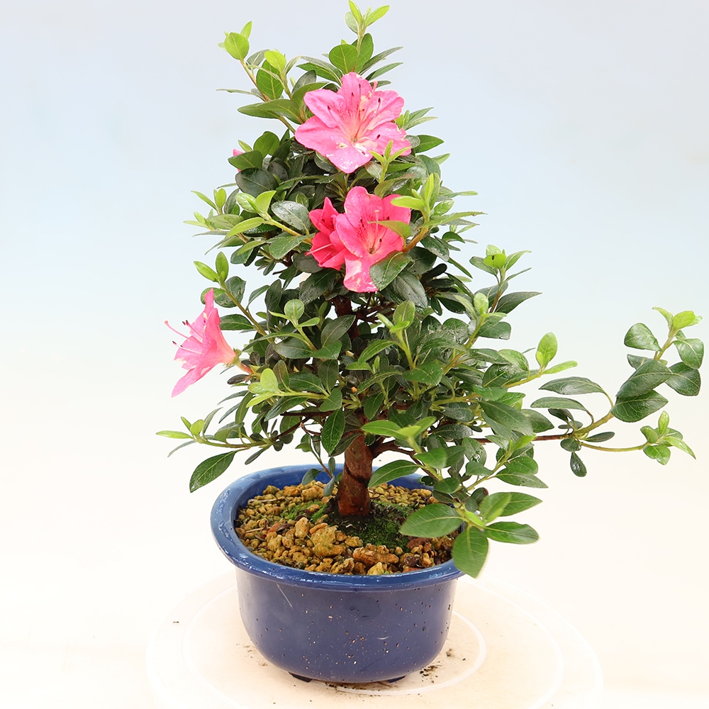 Bonsai zewnętrzne - Azalia japońska - Azalia Kobai