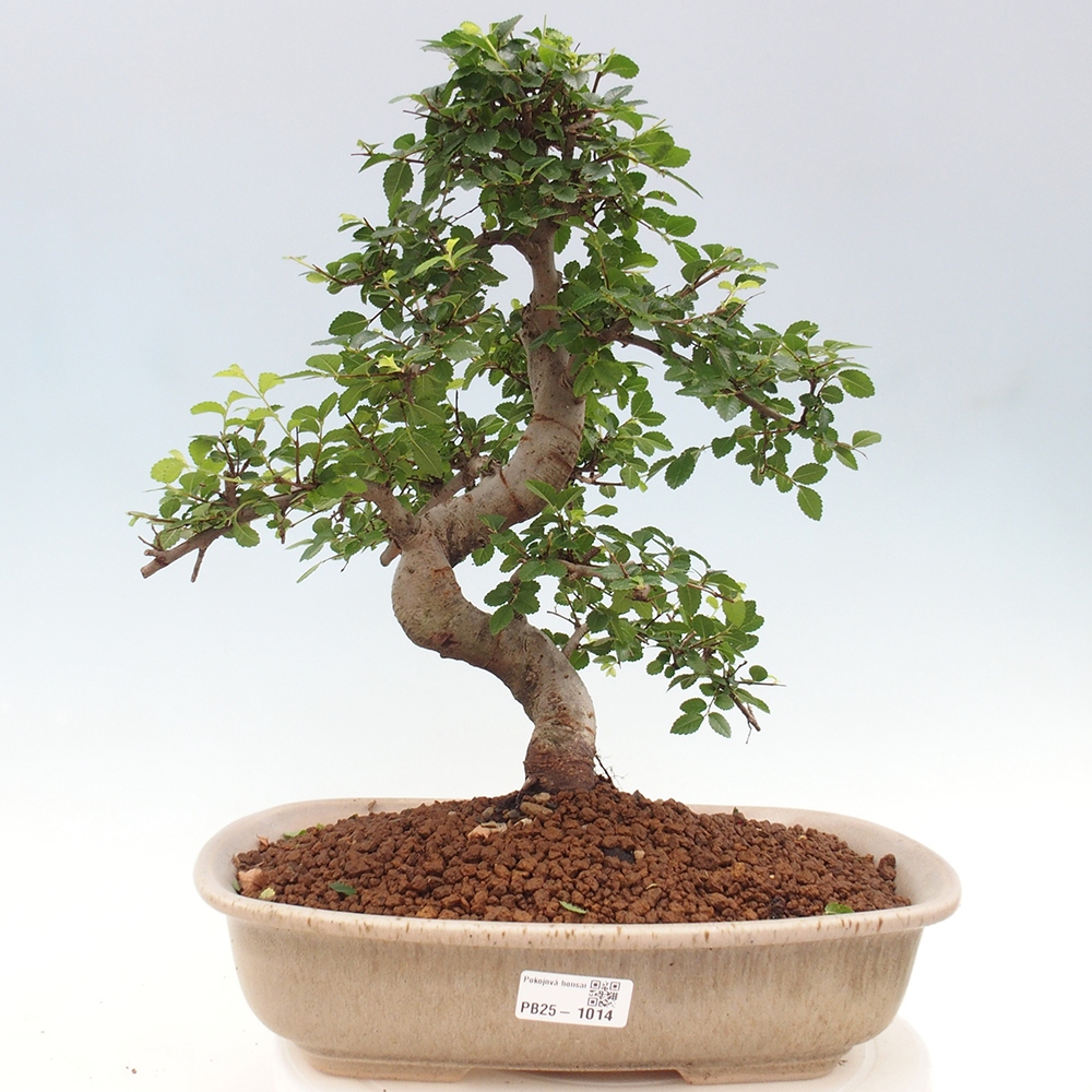 Bonsai wewnętrzne - Ulmus parvifolia - Wiąz drobnolistny