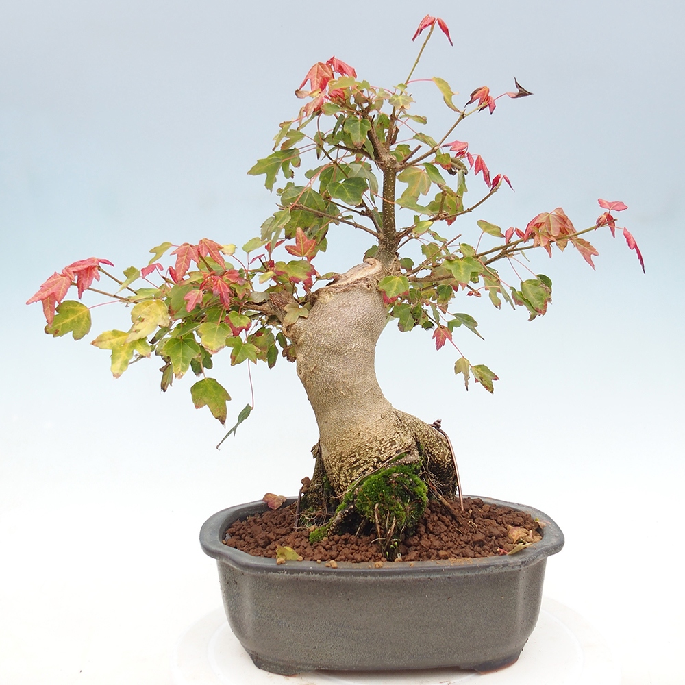 Outdoor bonsai - Acer Buergerianum - Klon Burger