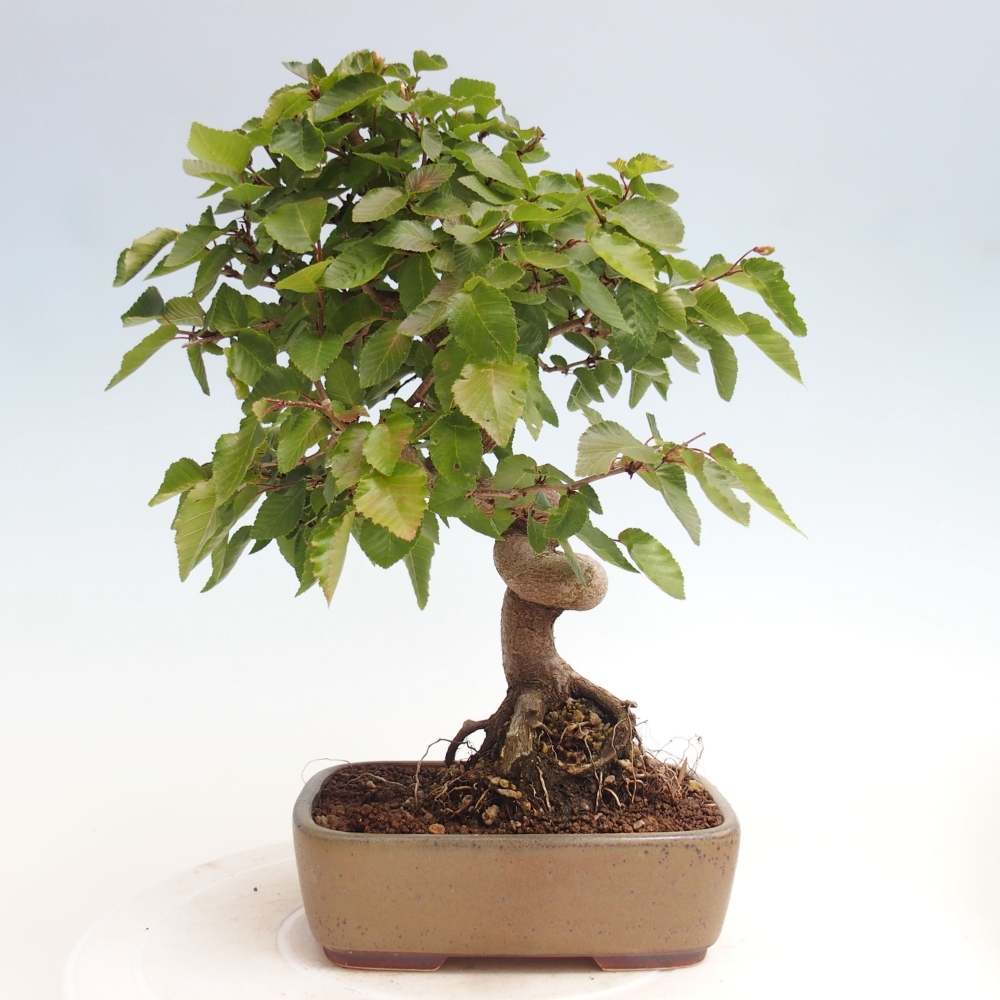 Bonsai zewnętrzne -Carpinus CARPINOIDES - grab koreański