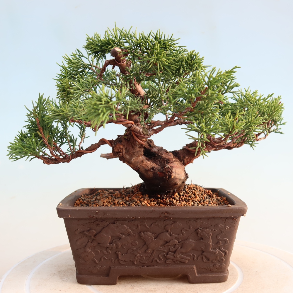 Outdoor bonsai - Juniperus chinensis Itoigawa - Jałowiec chiński