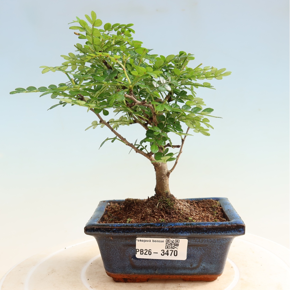 Pokój bonsai - Zantoxylum piperitum - drzewo pieprzowe