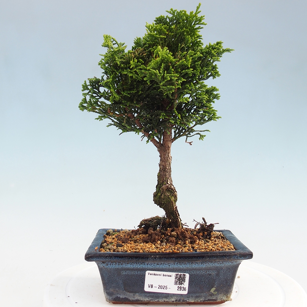 Bonsai na zewnątrz - Cham.pis obtusa Nana Gracilis - Cyprys