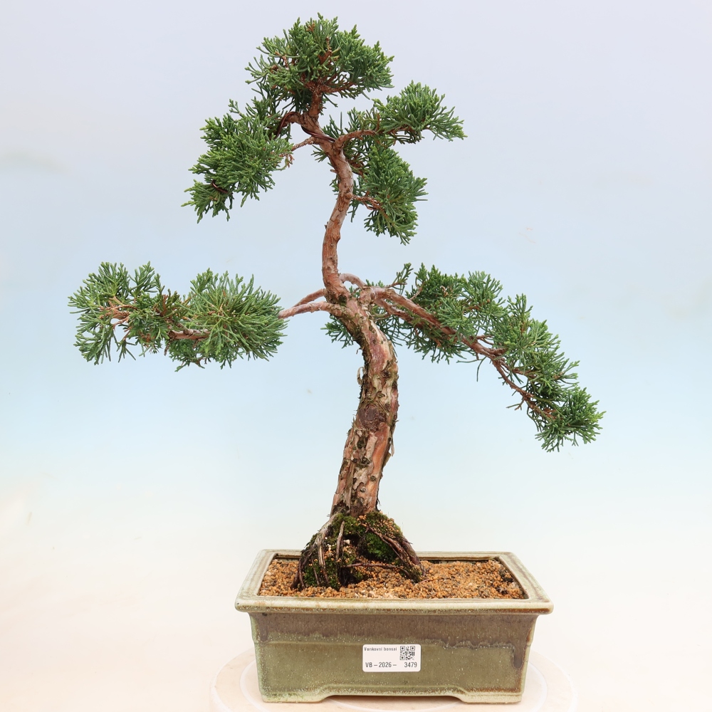 Outdoor bonsai - Juniperus chinensis Kishu