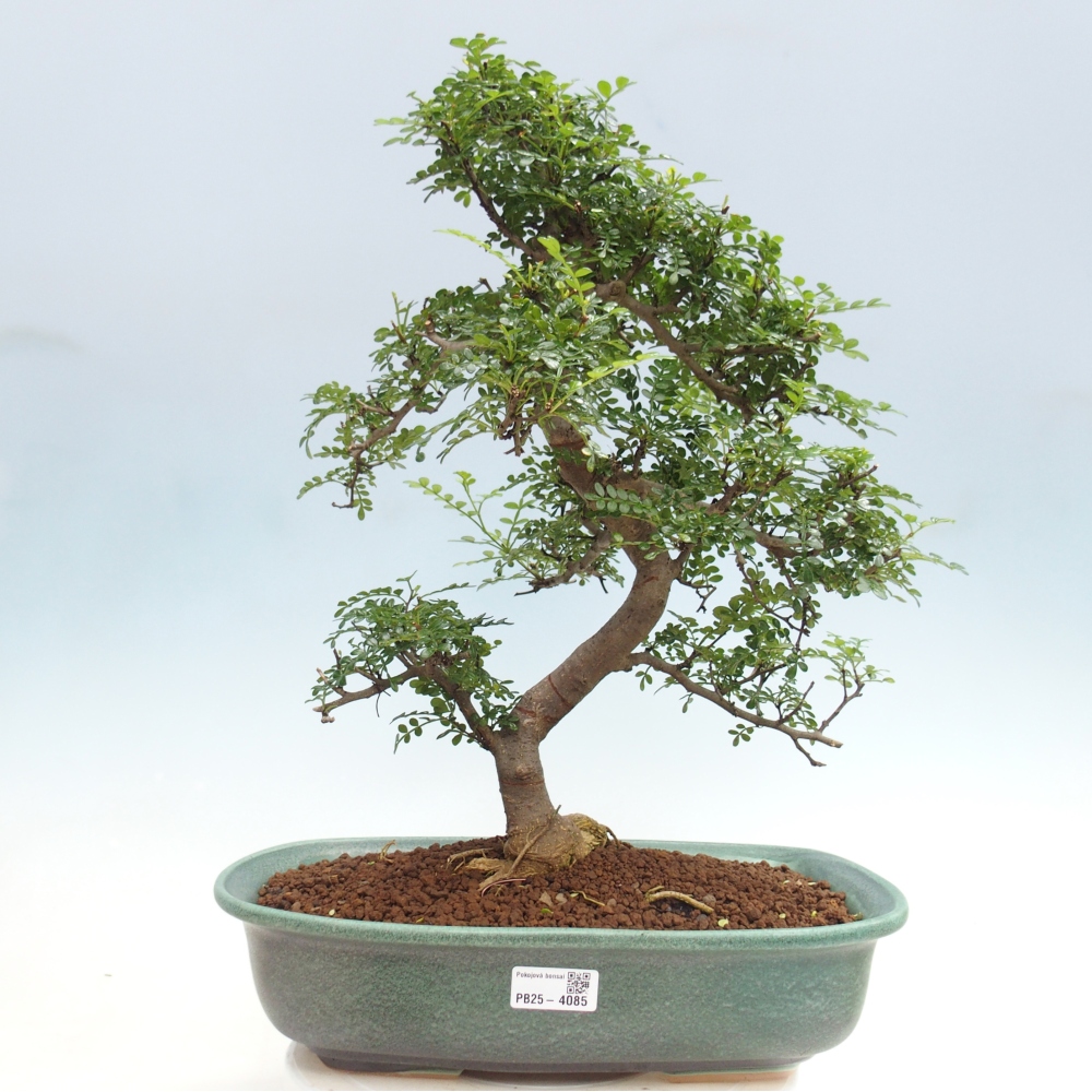 Pokój bonsai - Zantoxylum piperitum - drzewo pieprzowe