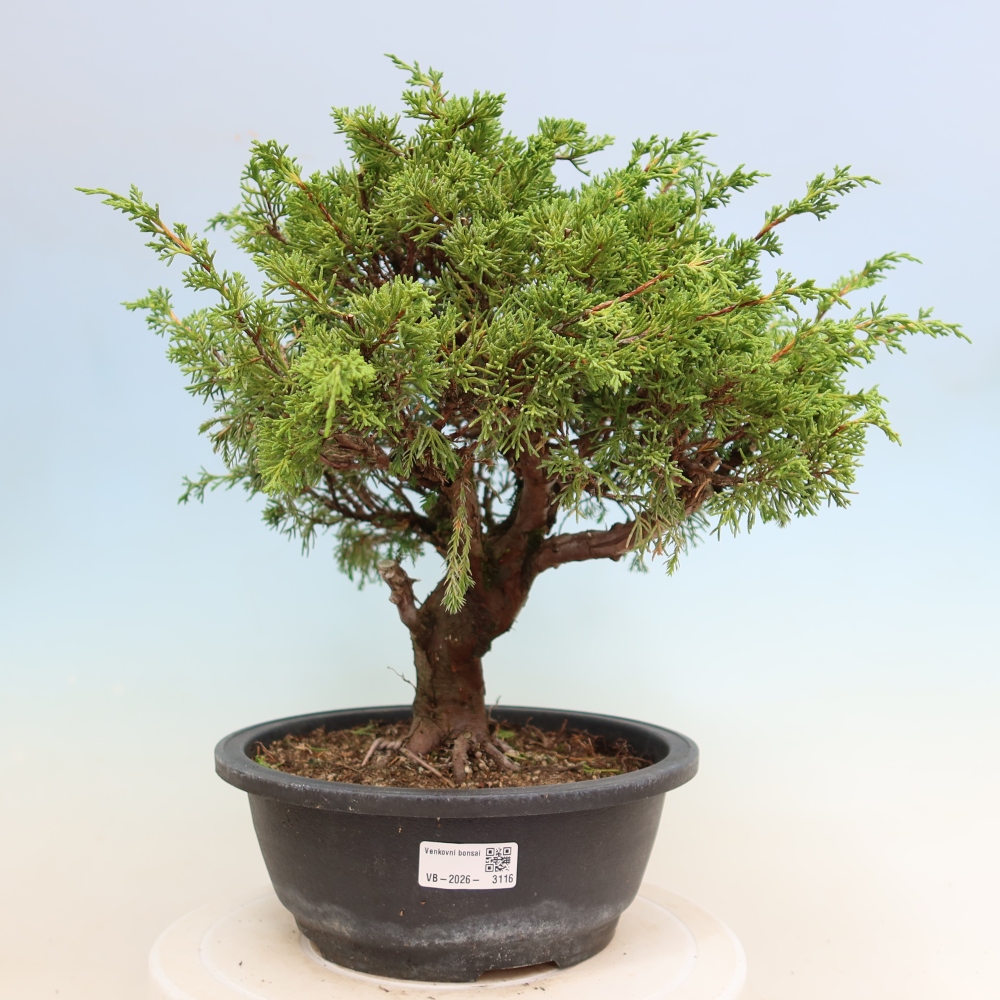 Bonsai ogrodowe – Juniperus chinensis Itoigawa – jałowiec chiński