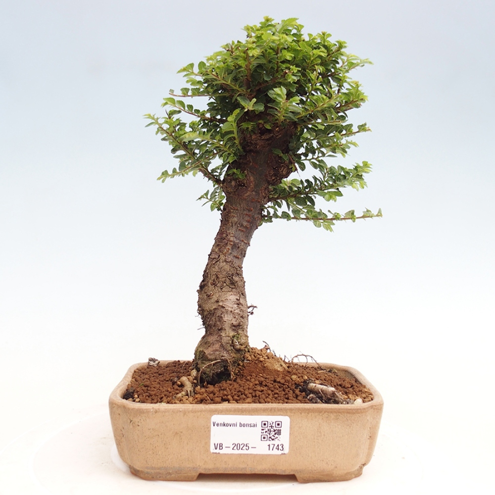 Bonsai zewnętrzne - Ulmus parvifolia Hokkaido - wiąz chiński