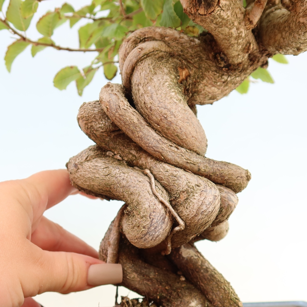 Outdoor bonsai - Carpinus CARPINOIDES - grab koreański