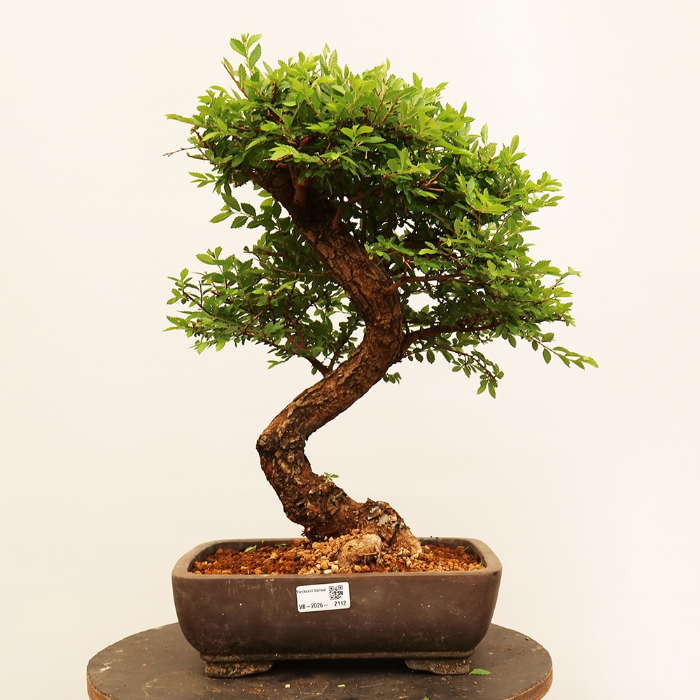 Bonsai na świeżym powietrzu - Zelkova - Zelkova NIRE