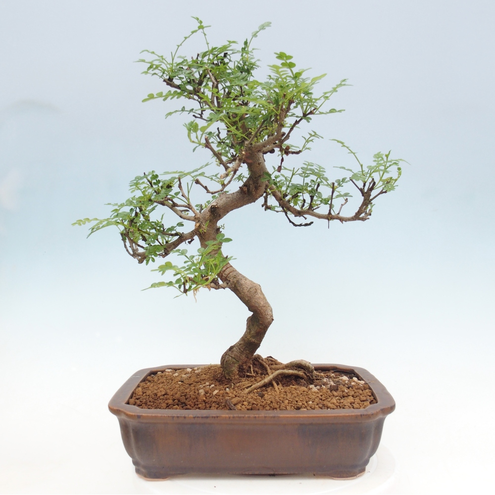 Pokój bonsai - Zantoxylum piperitum - drzewo pieprzowe