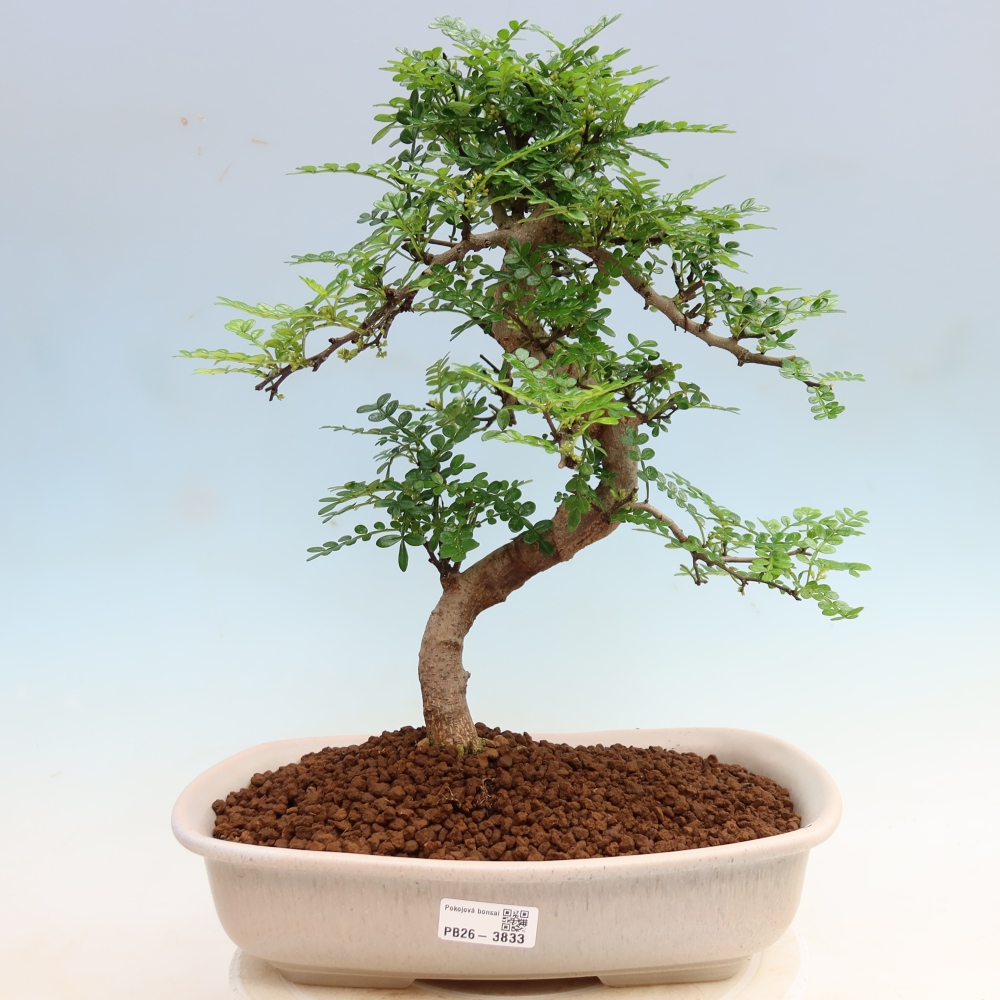 Pokój bonsai - Zantoxylum piperitum - drzewo pieprzowe