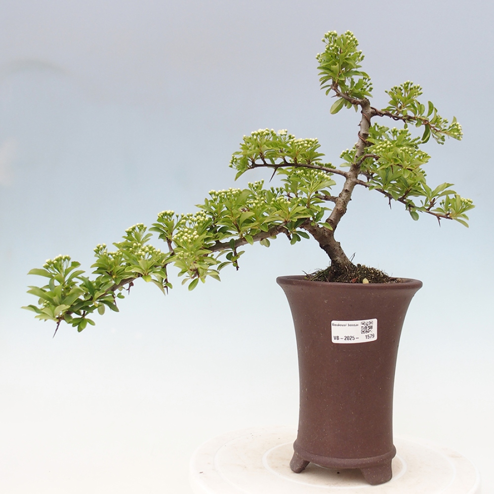 Outdoor Bonsai-Pyracanta Teton-Piekarnia