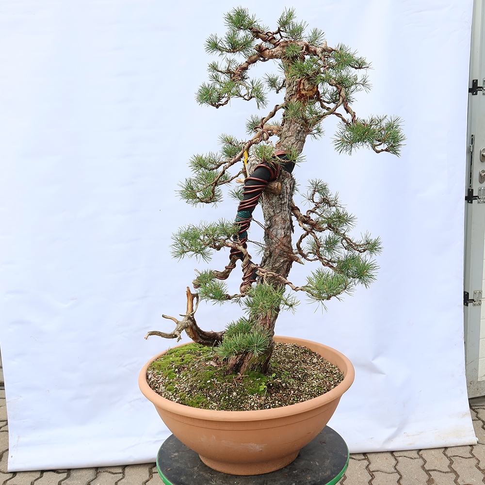 Pinus sylvestris Hiszpania – sosna zwyczajna