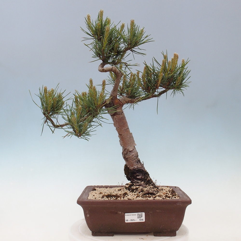 Outdoor bonsai - Pinus Sylvestris - sosna zwyczajna