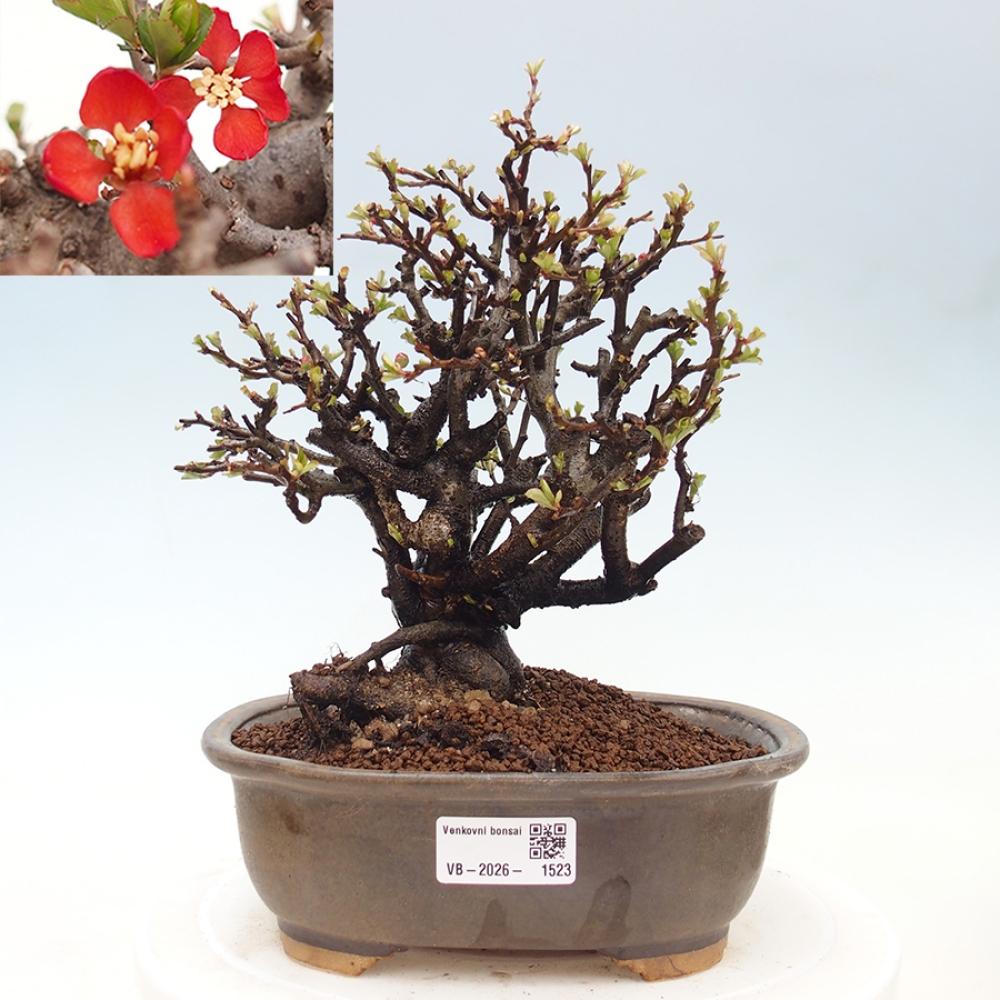 Bonsai zewnętrzne - Chaneomeles speciosa - Pigwa