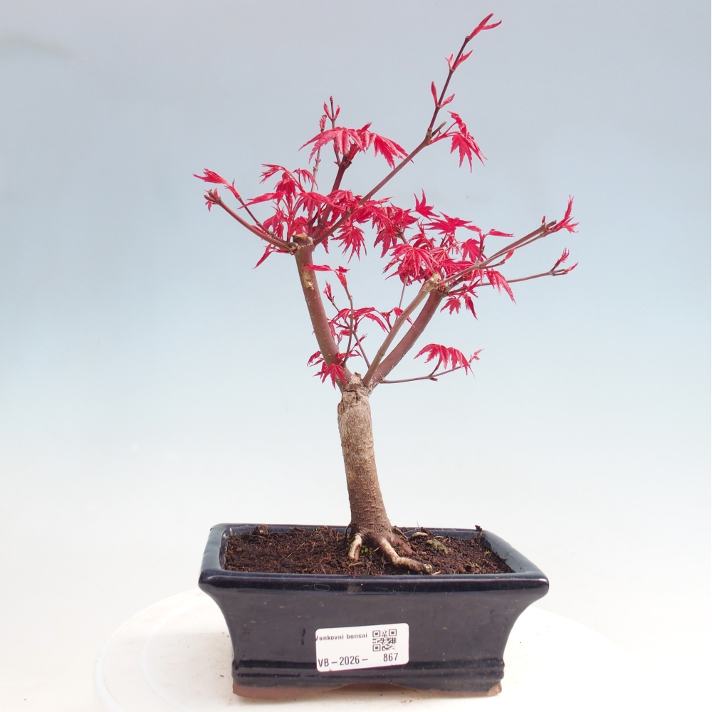 Outdoor bonsai - Acer palmatum DESHOJO