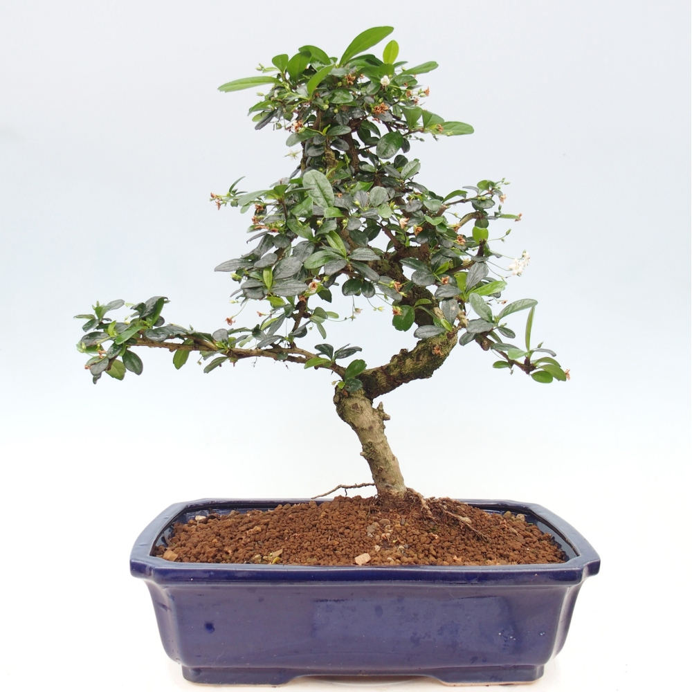 Bonsai pokojowe - Carmona macrophylla - Tea fuki