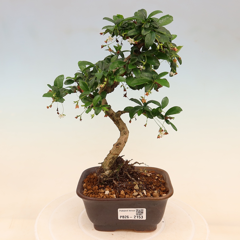 Bonsai pokojowe - Carmona macrophylla - Tea fuki