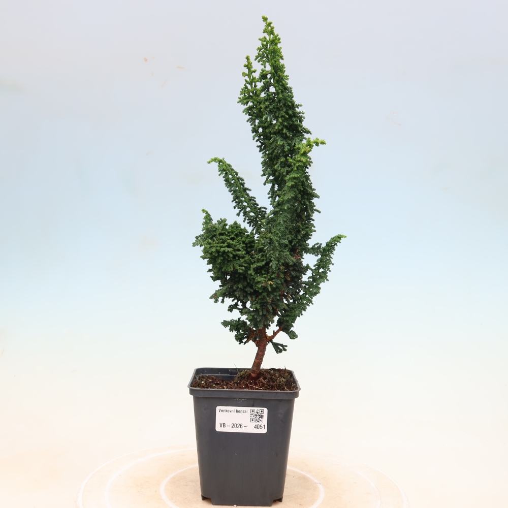 Bonsai zewnętrzne - Cham. obtusa SEKKA HINOKI - Cyprys