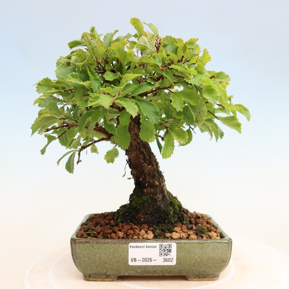 Bonsai zewnętrzne - Zelkova - Zelkova NIRE