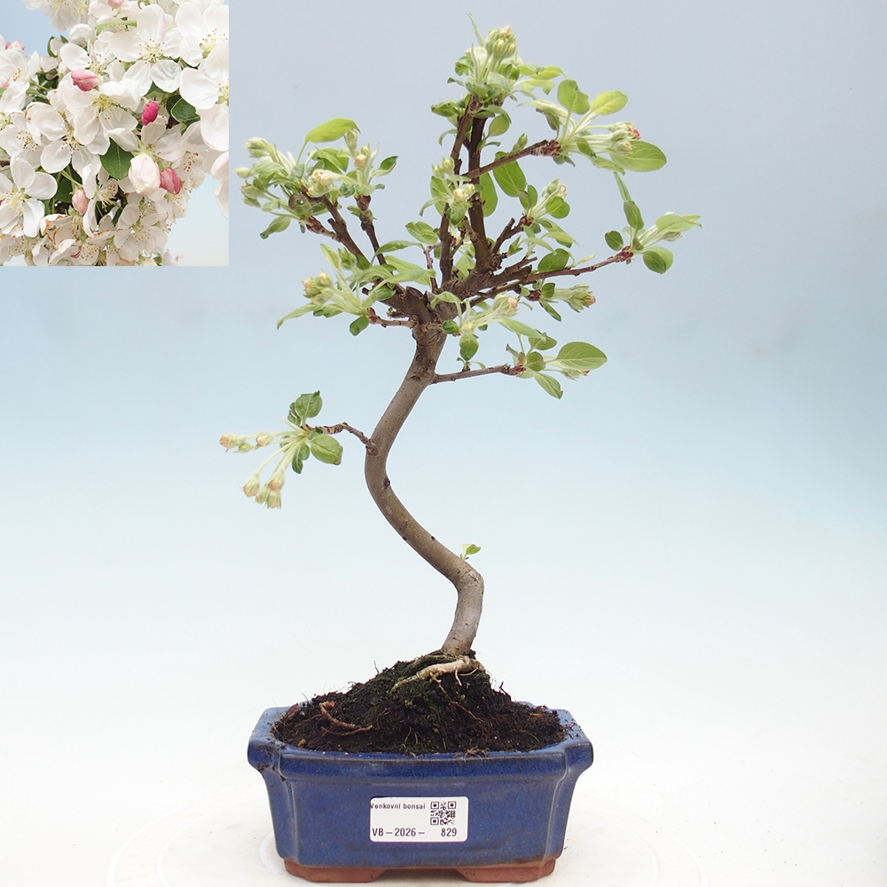 Outdoor bonsai - Malus halliana - Jabłoń drobnoowocowa