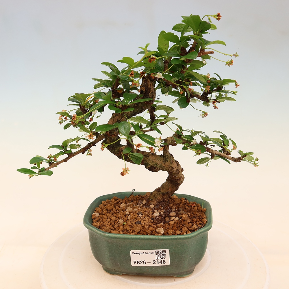Bonsai pokojowe - Carmona macrophylla - Tea fuki