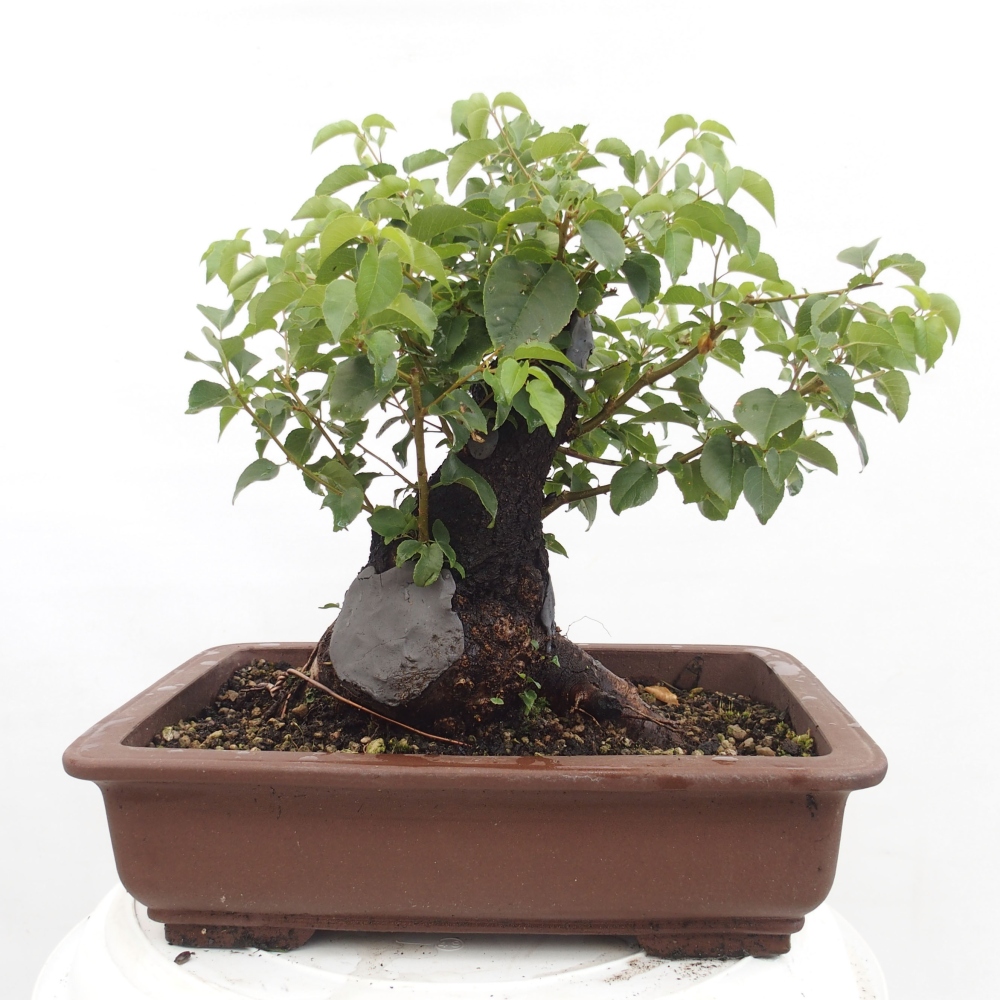 Bonsai na zewnątrz - Mahalebka - Prunus mahaleb
