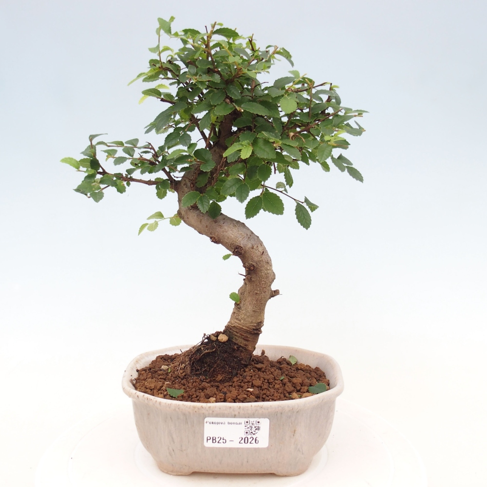 Bonsai wewnętrzne - Ulmus parvifolia - Wiąz drobnolistny