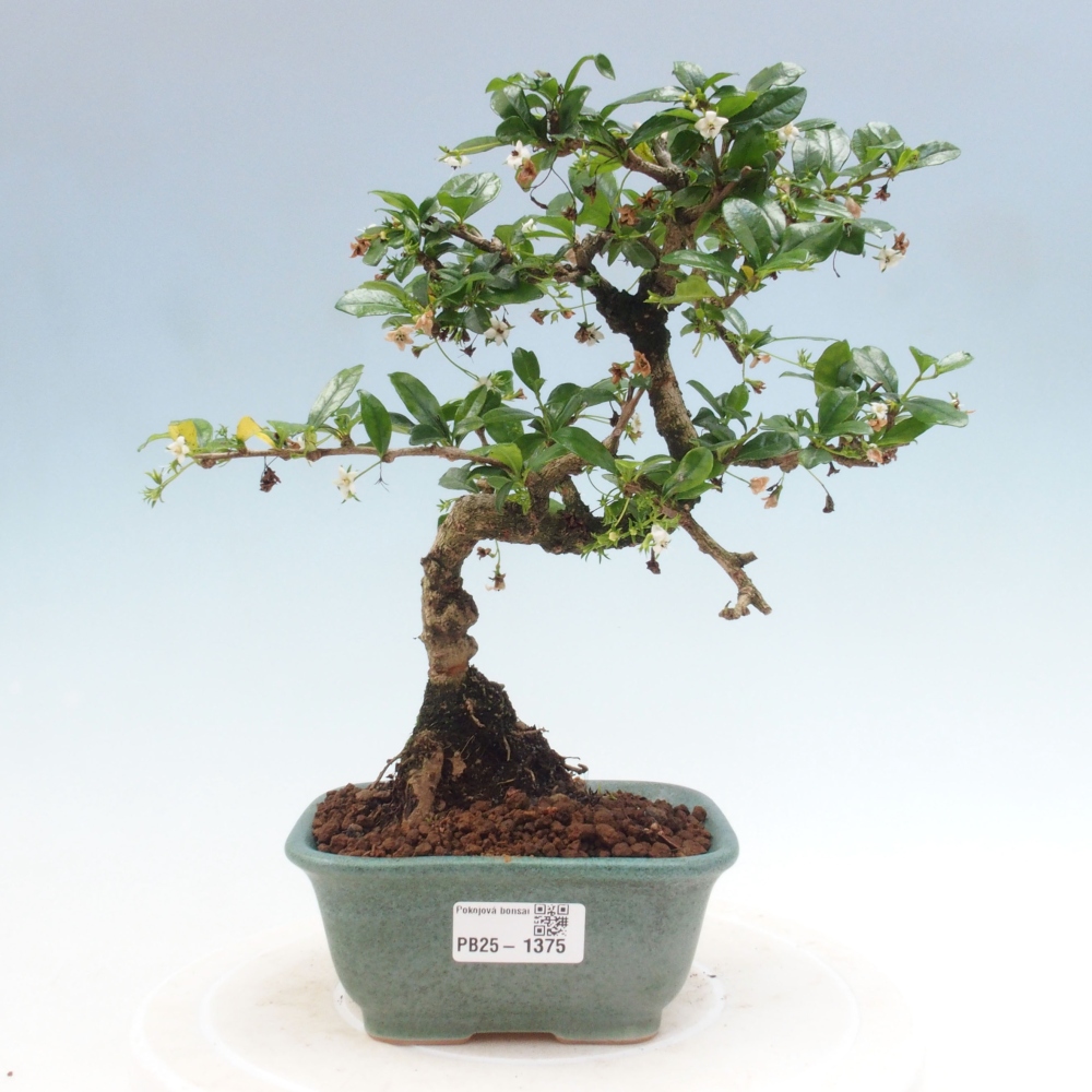 Bonsai wewnętrzne - Carmona makrophylla - Herbata Fuki