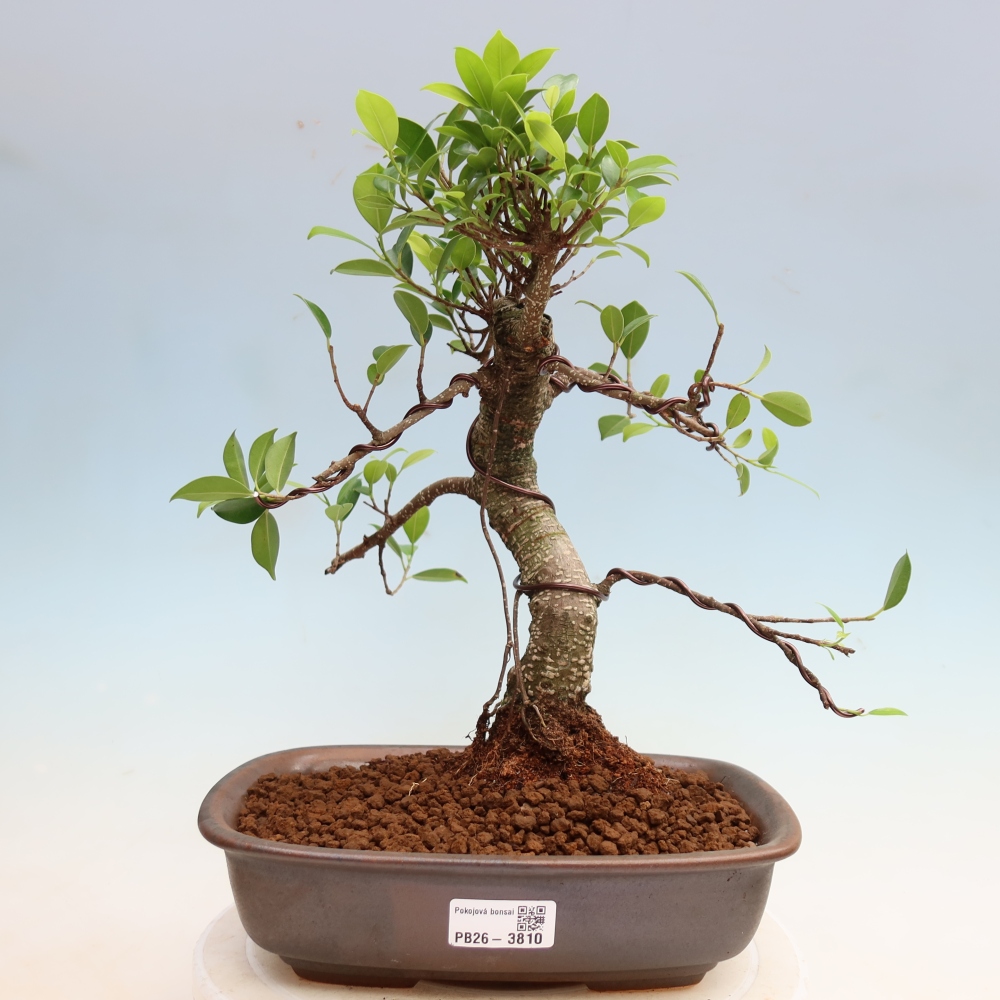 Pokój bonsai - Ficus kimmen - figowiec drobnolistny