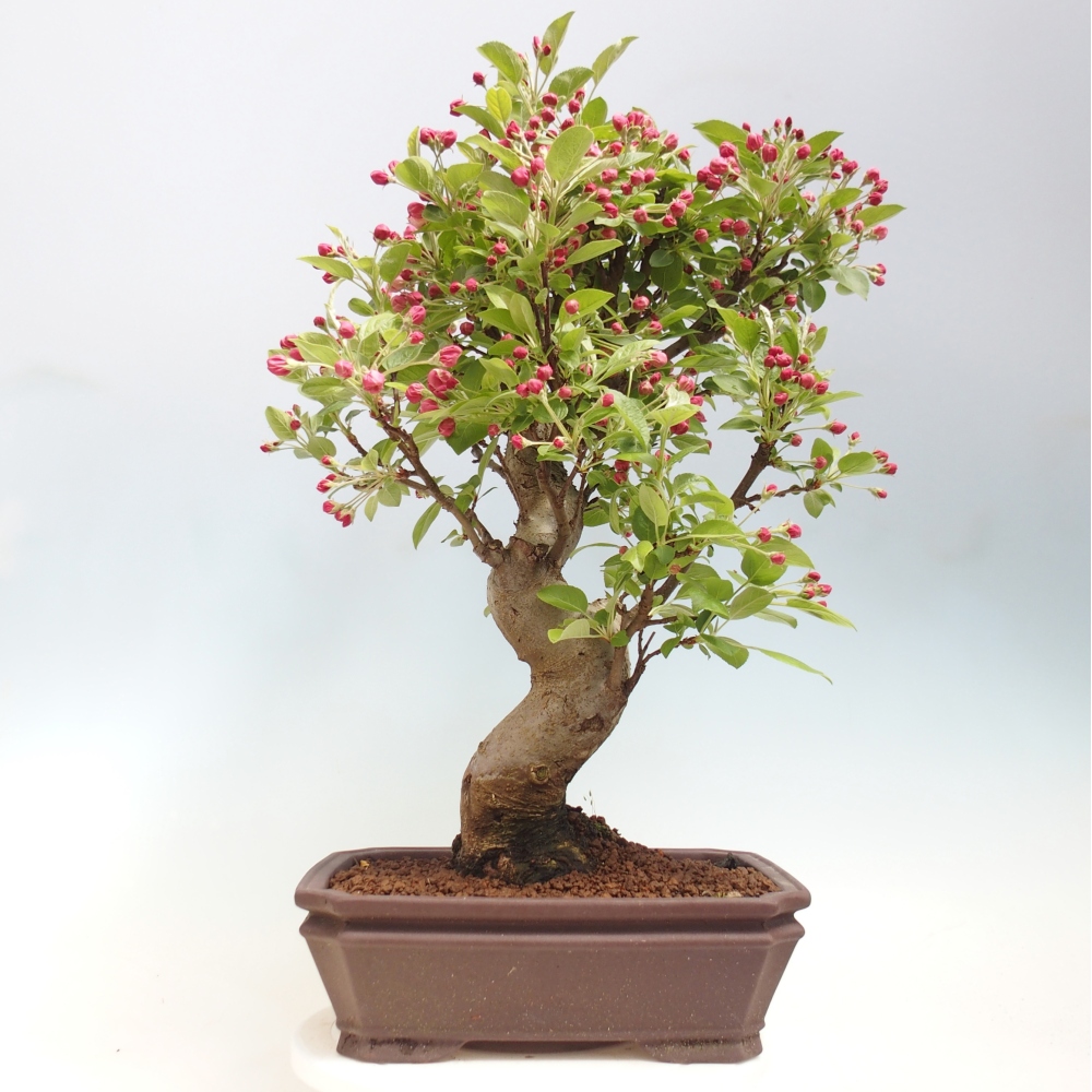 Outdoor bonsai - Malus halliana - Jabłoń drobnoowocowa