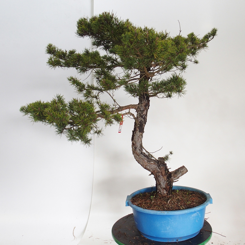 Yamadori - Pinus sylvestris Hiszpania