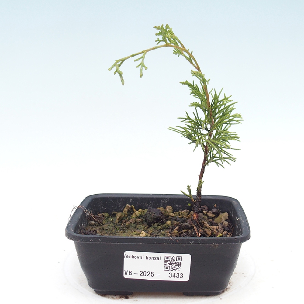 Outdoor bonsai - Juniperus chinensis Itoigawa