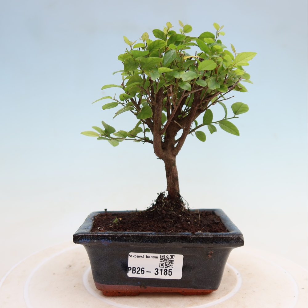Bonsai pokojowe - Sageretia thea - Sageretia thea