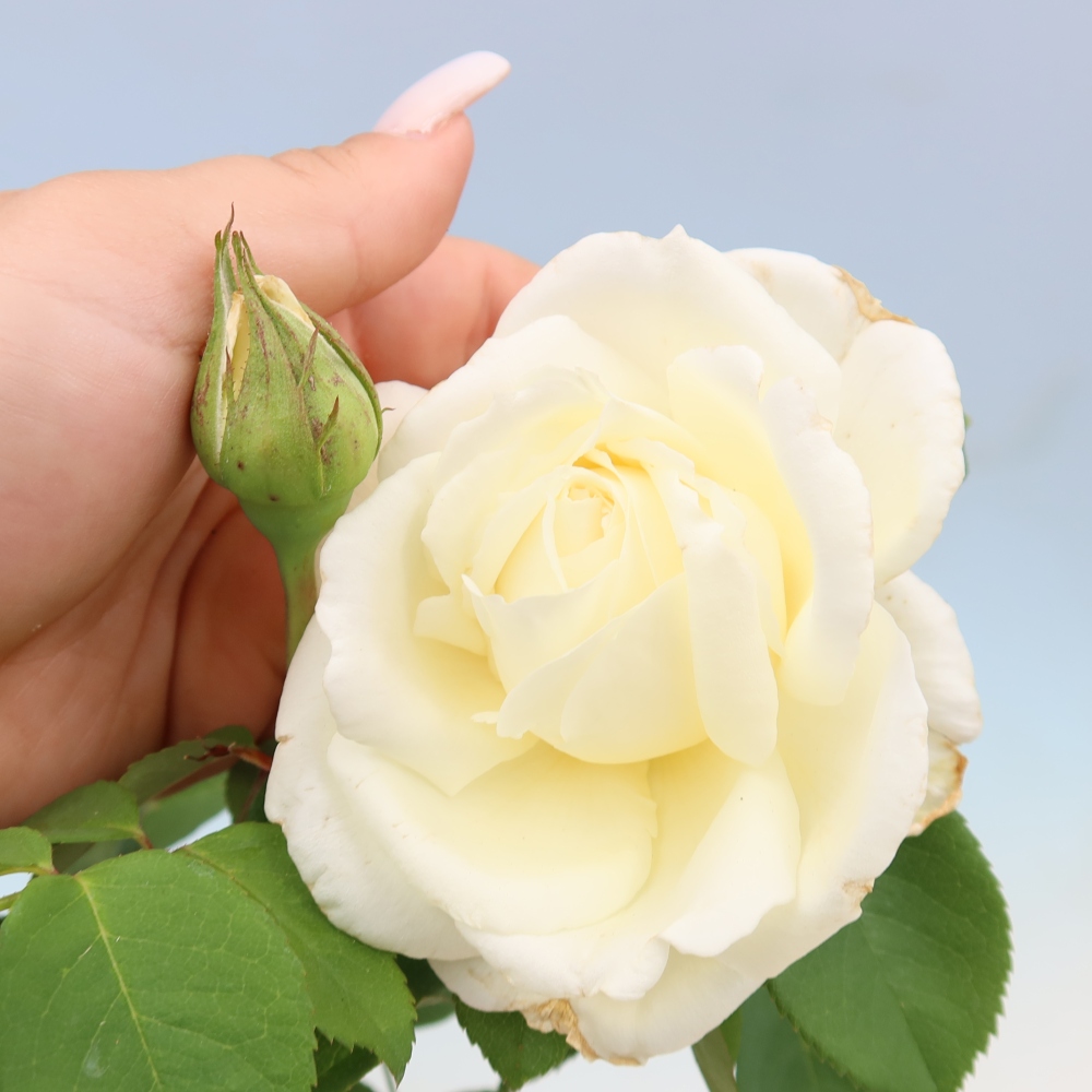Bonsai ogrodowe – Rosa Kordes – róża