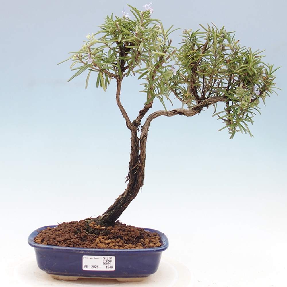 Outdoor bonsai - Rozmaryn - Rosmarinus officinalis