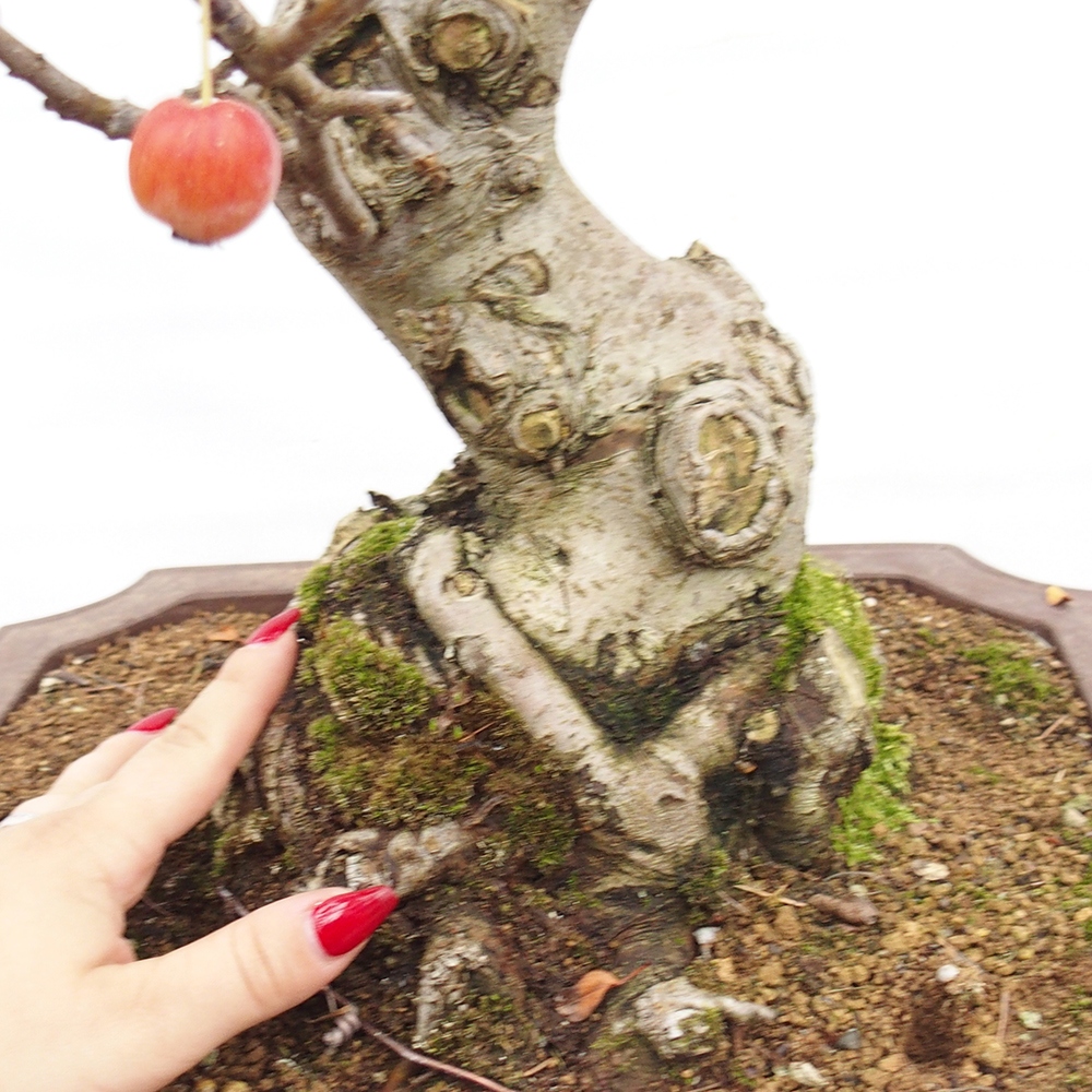 Bonsai plenerowe - Malus Halliana - Jabłoń drobnoowocowa